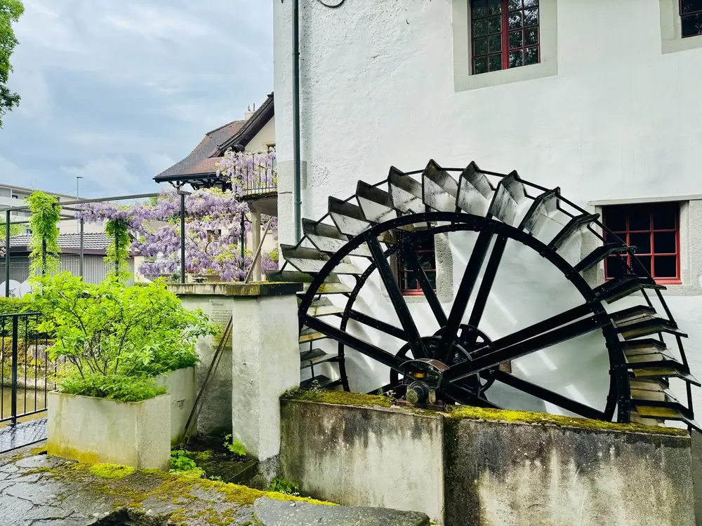 Das Mühlrad des Mühlerama Seon vor der weissen Hauswand mit blühendem Blauregen
